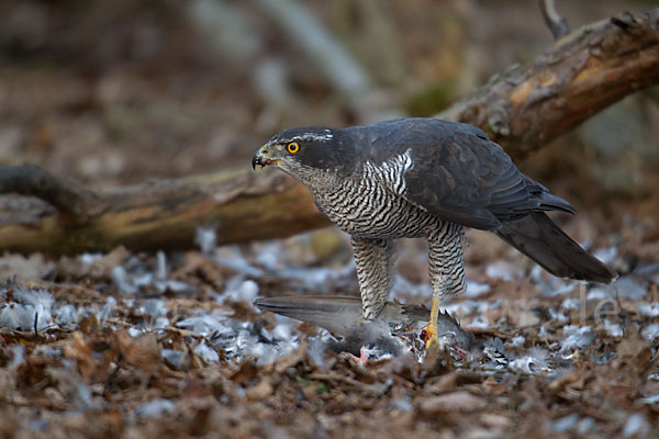 Habicht (Accipiter gentilis)