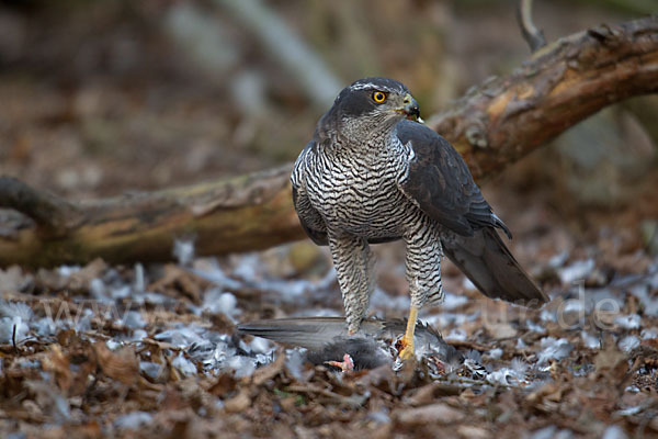 Habicht (Accipiter gentilis)