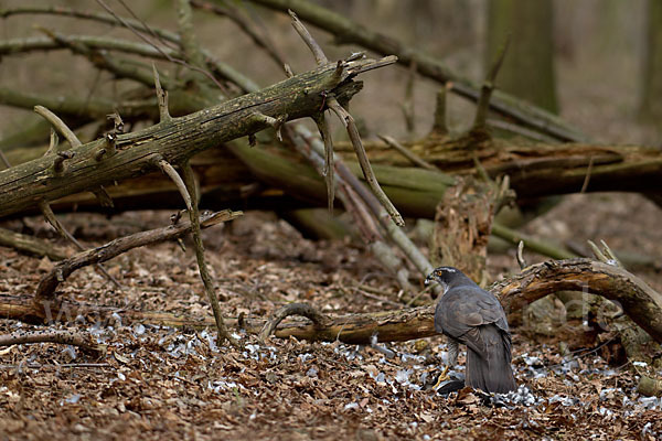 Habicht (Accipiter gentilis)