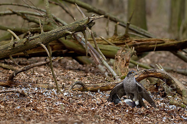 Habicht (Accipiter gentilis)