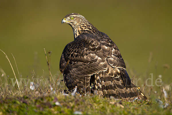 Habicht (Accipiter gentilis)