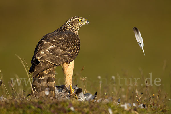 Habicht (Accipiter gentilis)