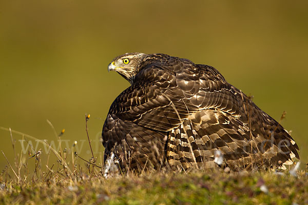 Habicht (Accipiter gentilis)