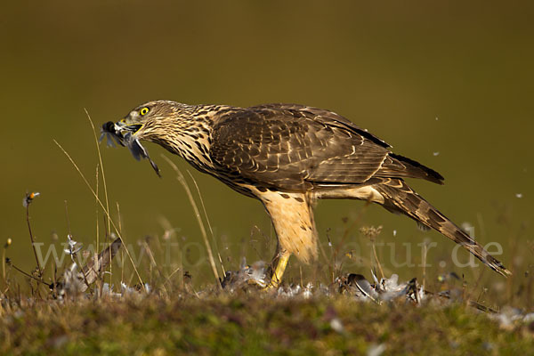 Habicht (Accipiter gentilis)