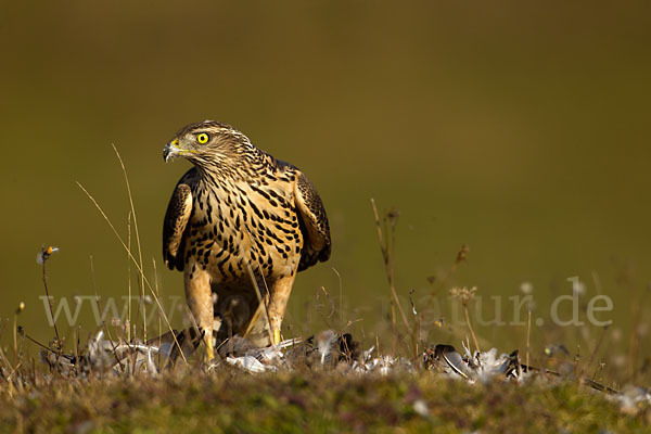 Habicht (Accipiter gentilis)