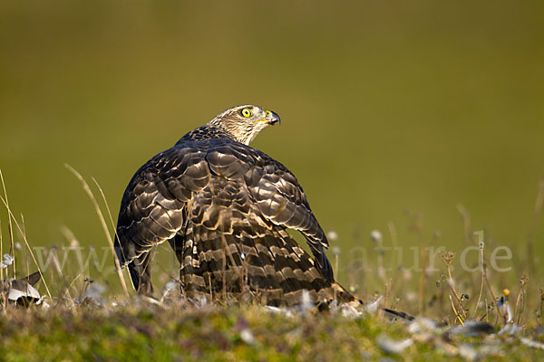 Habicht (Accipiter gentilis)