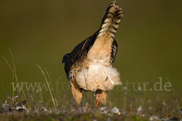 Habicht (Accipiter gentilis)