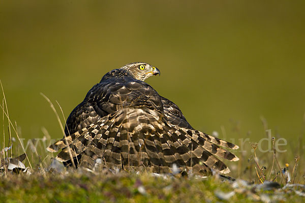 Habicht (Accipiter gentilis)