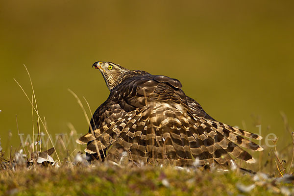 Habicht (Accipiter gentilis)