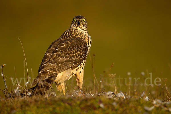 Habicht (Accipiter gentilis)