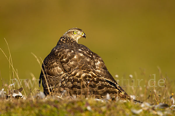 Habicht (Accipiter gentilis)