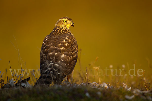 Habicht (Accipiter gentilis)