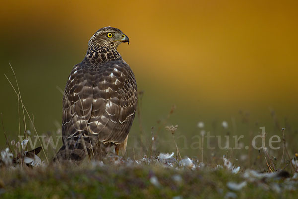 Habicht (Accipiter gentilis)