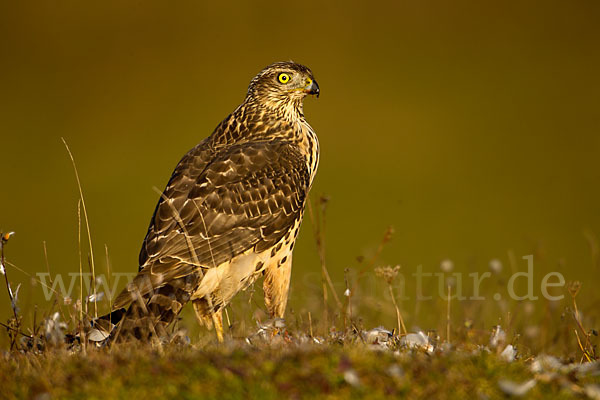 Habicht (Accipiter gentilis)