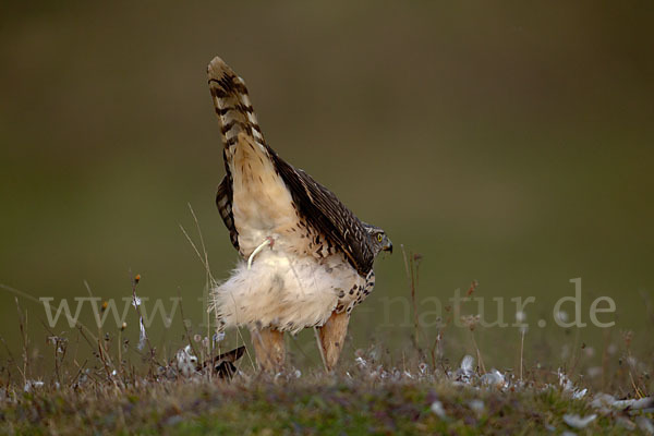 Habicht (Accipiter gentilis)