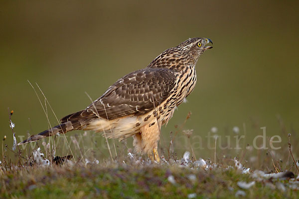 Habicht (Accipiter gentilis)