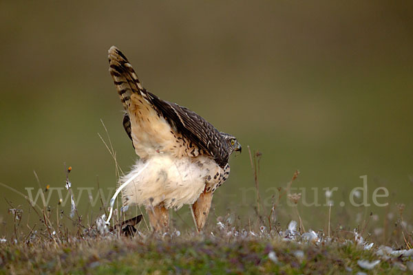 Habicht (Accipiter gentilis)