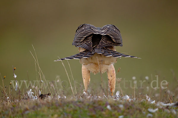 Habicht (Accipiter gentilis)