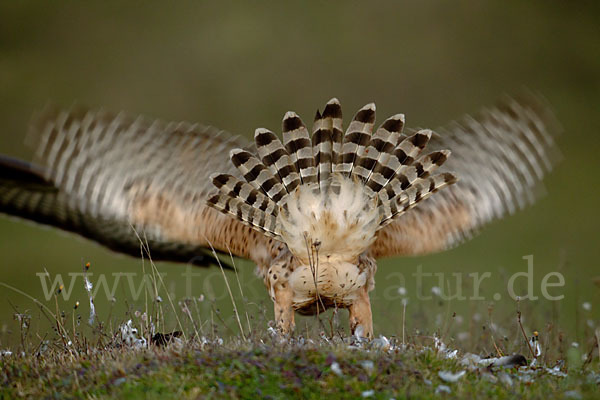 Habicht (Accipiter gentilis)