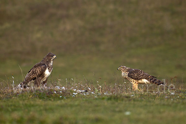 Habicht (Accipiter gentilis)