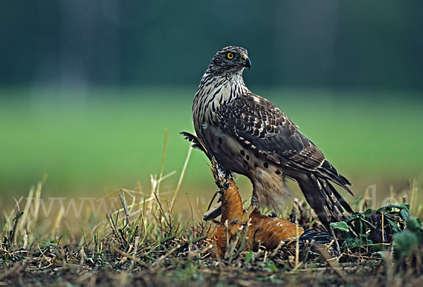 Habicht (Accipiter gentilis)