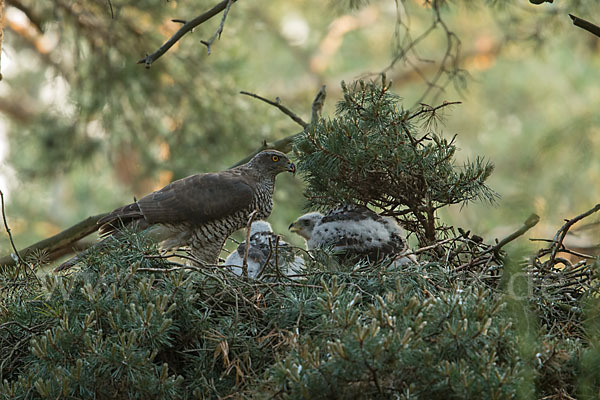 Habicht (Accipiter gentilis)