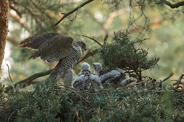 Habicht (Accipiter gentilis)