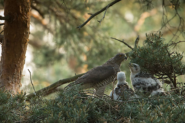 Habicht (Accipiter gentilis)