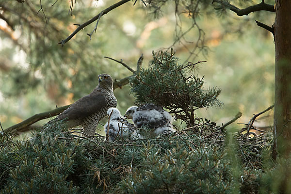 Habicht (Accipiter gentilis)