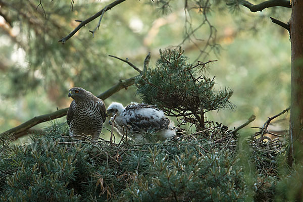 Habicht (Accipiter gentilis)