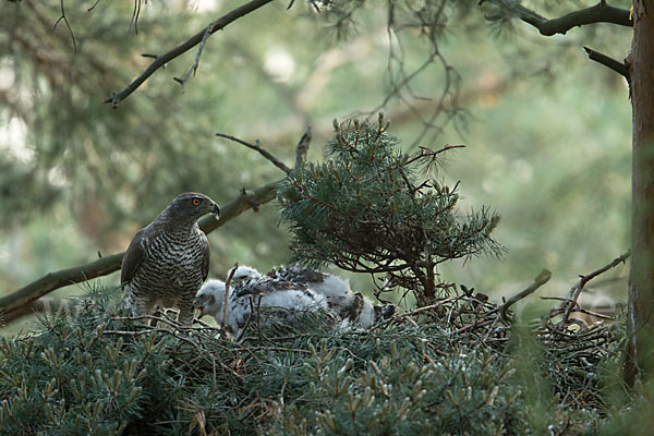 Habicht (Accipiter gentilis)