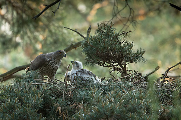 Habicht (Accipiter gentilis)