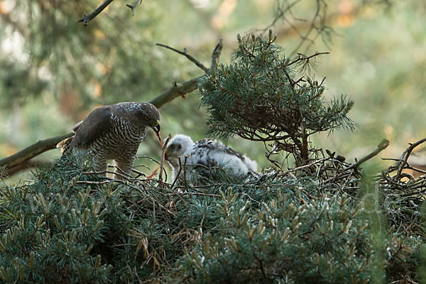 Habicht (Accipiter gentilis)