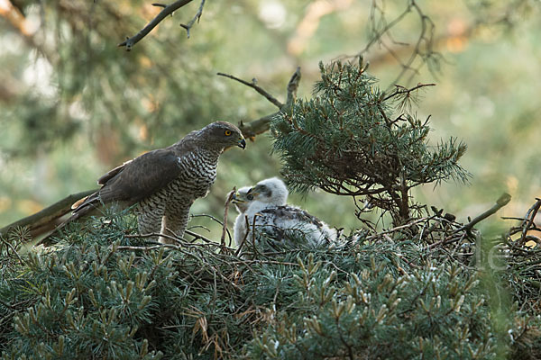 Habicht (Accipiter gentilis)