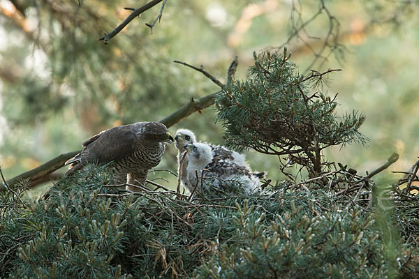 Habicht (Accipiter gentilis)