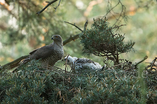 Habicht (Accipiter gentilis)