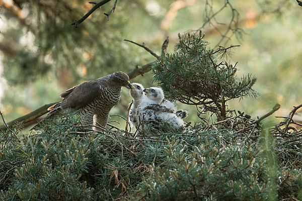 Habicht (Accipiter gentilis)