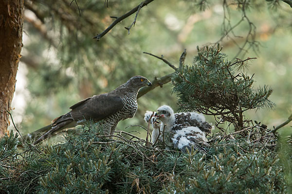 Habicht (Accipiter gentilis)