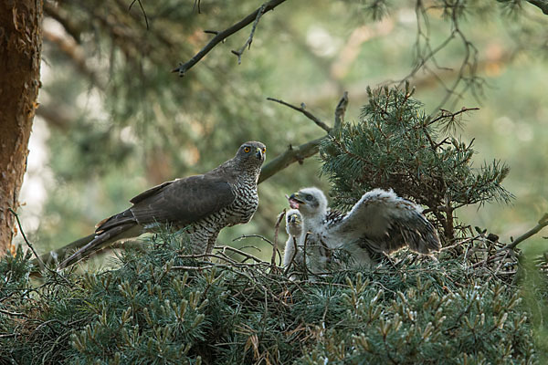 Habicht (Accipiter gentilis)