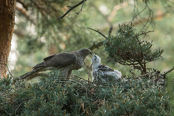 Habicht (Accipiter gentilis)