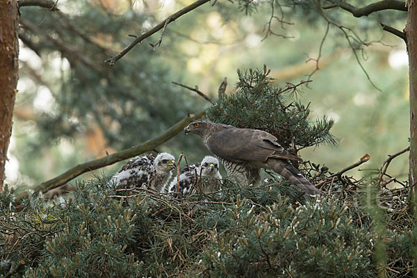 Habicht (Accipiter gentilis)