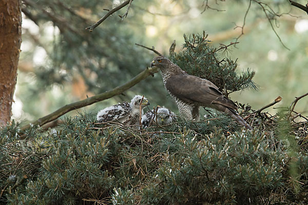 Habicht (Accipiter gentilis)