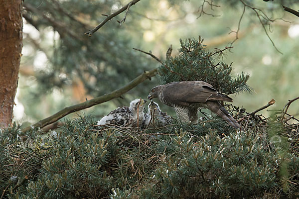 Habicht (Accipiter gentilis)