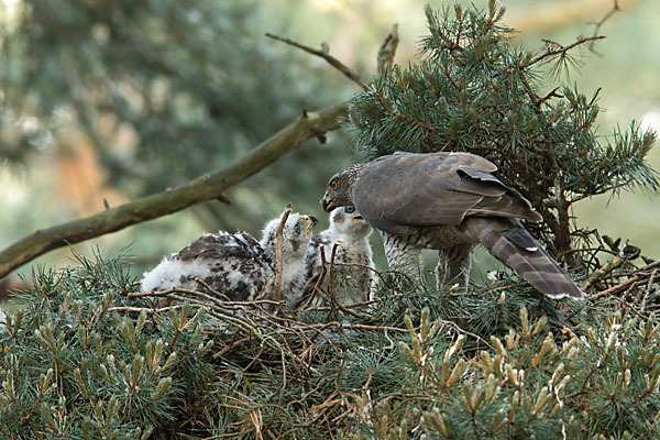 Habicht (Accipiter gentilis)