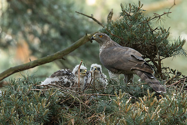 Habicht (Accipiter gentilis)