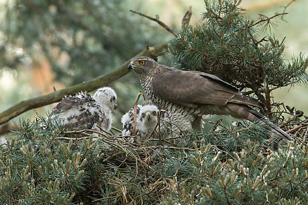 Habicht (Accipiter gentilis)