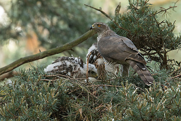 Habicht (Accipiter gentilis)