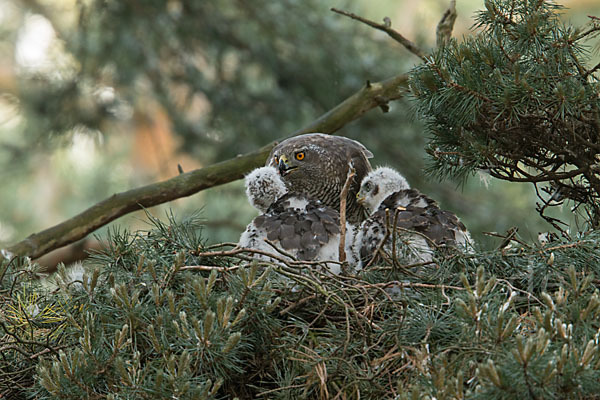 Habicht (Accipiter gentilis)