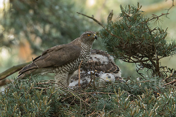 Habicht (Accipiter gentilis)