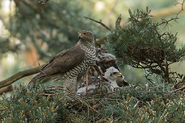 Habicht (Accipiter gentilis)